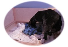 Öppningsstadiet och bäddning